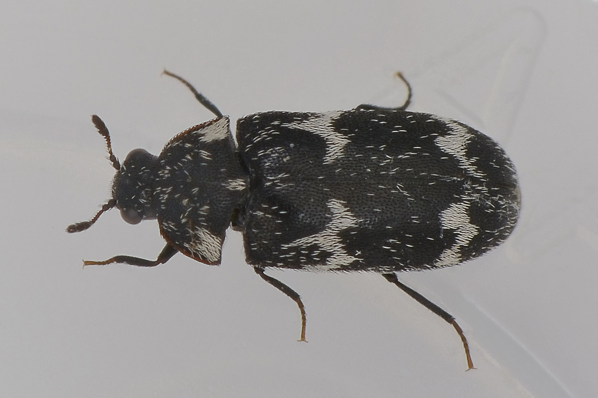 Megatoma undata, Dermestidae